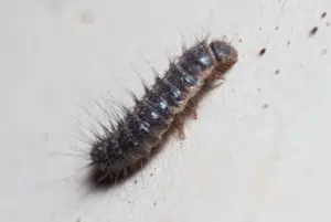larva del coleottero dei tappeti