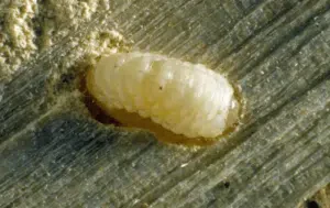 larva del legno