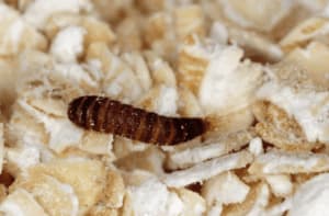 larva di attagenus pellio