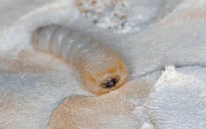 larva di callidium violaceum