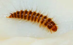 larva di dermestes lardarius