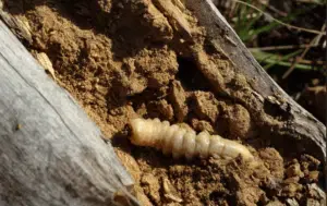 larva di hylotrupes bajulus