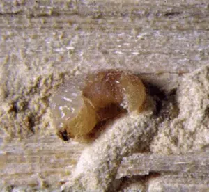 larva di lyctus brunneus