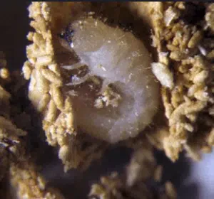 larva di nicobium castaneum