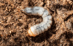 larva di prionus coriarius