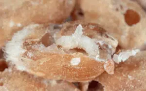 larva di rhyzopertha dominica