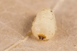 larva di scolytus multistriatus