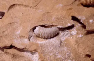 larva di stromatium barbatum