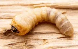 larva di tarlo