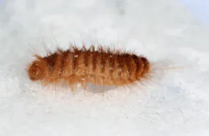 larva di trogoderma granarium