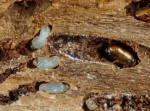 larve di bostrico calcografo