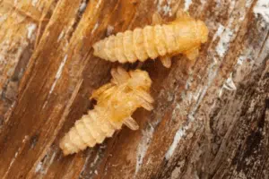 larve di rhagium mordax