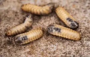 Larve di tarlo del legno