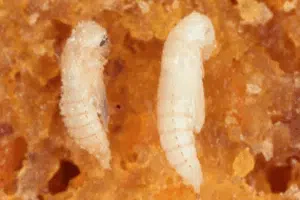 larve di tribolio delle farine