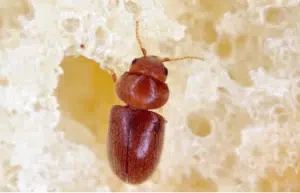 lasioderma serricorne