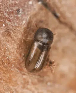 lo xyloterus lineatus