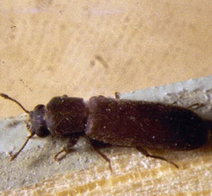 lyctus brunneus