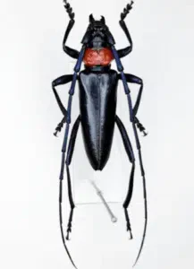 maschio di aromia bungii