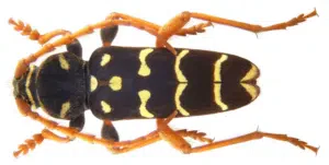 maschio di plagionotus arcuatus