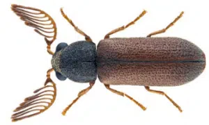 maschio di ptilinus pectinicornis