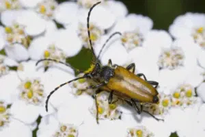 maschio di stictoleptura rubra