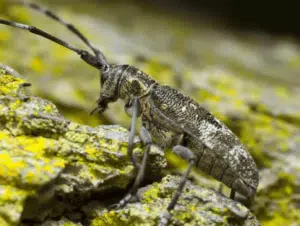 monochamus galloprovincialis