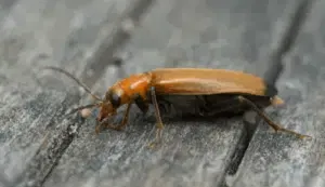 nacerdes melanura sul legno