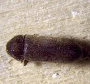 oligomerus ptilinoides