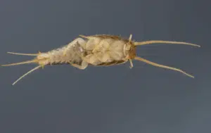 pesciolino d'argento