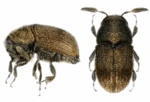 phloeotribus scarabaeoides adulto