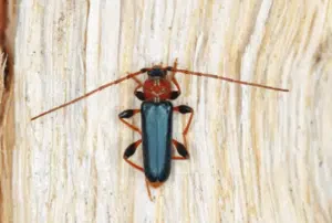 phymatodes testaceus