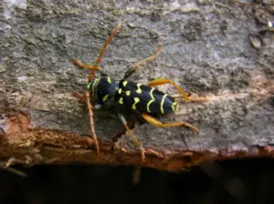 plagionotus arcuatus