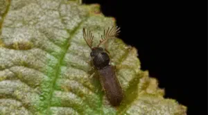 ptilinus pectinicornis