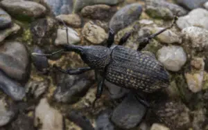 punteruolo nero del fico