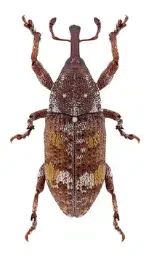 punteruolo pissodes castaneus