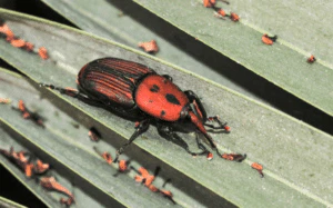 punteruolo rosso della palma