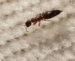 punture acari del legno