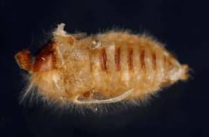 pupa di attagenus pellio