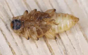pupa di pyrrhidium sanguineum