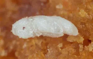 pupa di rhyzopertha dominica