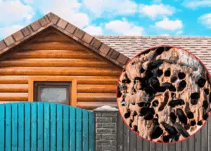 quando fare disinfestazione tarli del legno
