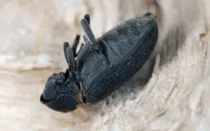 quando sfarfallano i tarli