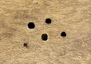 quando sfarfallano i tarli del legno