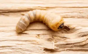 quanto vive il tarlo