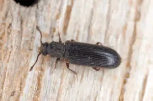 quanto vive un tarlo