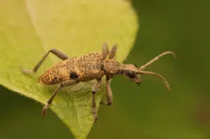 rhagium mordax