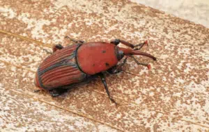 rhynchophorus ferrugineus