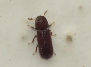 rhyzopertha dominica