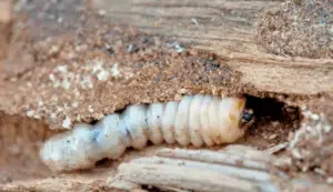 rimedi per tarli del legno