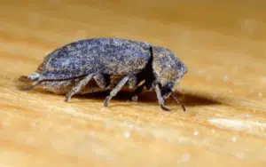 rumore tarlo orologio della morte